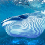 the-blue-whale.png